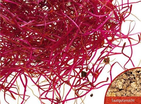 DILLMANN® Grosse Holzbox L "Sprossenzucht" (12 Saaten)